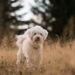 Dog Poop Pickup in Wyandotte