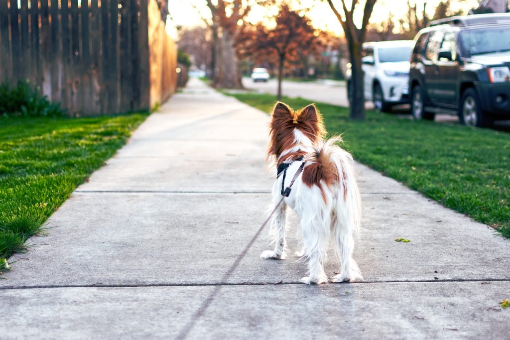 Dog Poop Pickup in Wyandotte