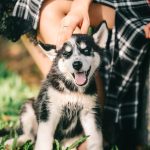 Dog Poop Pickup in Wyandotte