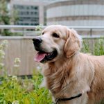 Dog Poop Pickup in Wyandotte